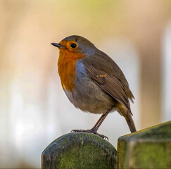 robin on a branch