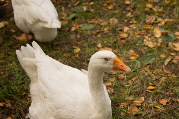 white geese sitting in autumn on grass with yellow leaves, poultry resting on the lawn