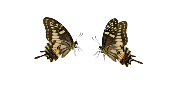 Spectacular Butterfly Wings CloseUp Macro Photography of Brown and Beige Lepidoptera on transparent background