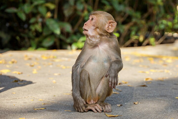 Wild Rhesus macaque sitting in tropical forest park on Hainan island