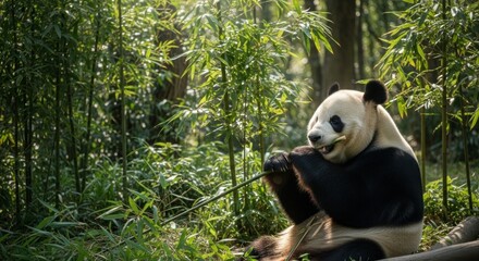 Panda eating bamboo in forest. Sunlight filters through dense green bamboo stalks around the furry animal