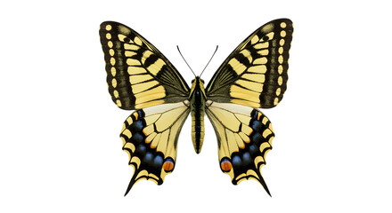Fototapeta premium Stunning Old World Swallowtail Butterfly Detailed CloseUp on transparent background