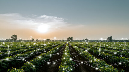 Agricultural field with digital network overlay during sunrise