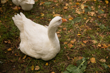 white geese sitting in autumn on grass with yellow leaves, poultry resting on the lawn