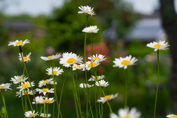 Close-up of daisies with white petals and yellow centers in a garden, blurred background.