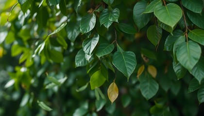 Close-up view of vibrant green leaves on a tree branch, showcasing natural textures and details.