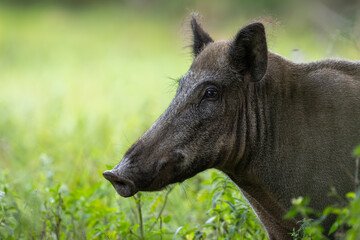 Detailed portrait of the head of a wild boar female in the grass. Wild boar looking into the camera...