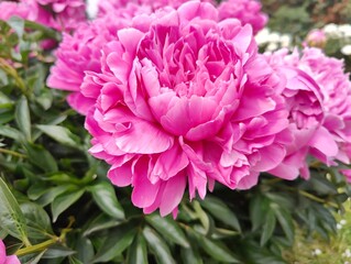 Close up of blooming pink peony flower. Vibrant pink peony flower in full bloom with soft layered petals and lush green leaves captured in natural daylight