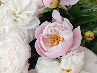 Beautiful blooming peonies in soft pastel colors. Close up of blooming peony flowers in white and pale pink shades, with delicate petals and yellow stamens, symbolizing elegance and romance