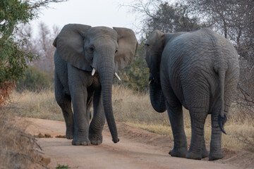 Fototapeta premium Elephant standoff