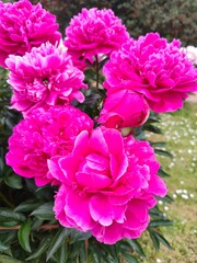 Obraz premium Bright pink peonies blooming in garden. Cluster of vibrant pink peony flowers in full bloom with lush green leaves, captured outdoors in a spring or summer garden setting