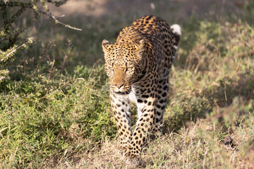 Potrait of a leopard
