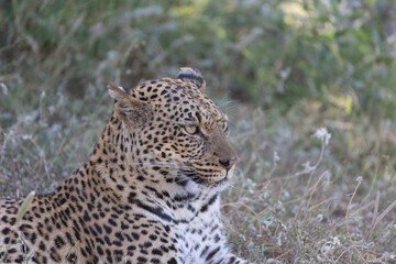 Potrait of a leopard