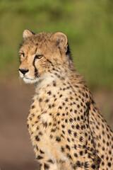 cheetah in the grass