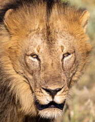 portrait of a lion