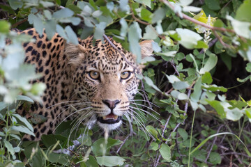 Leopard in the undergrowth