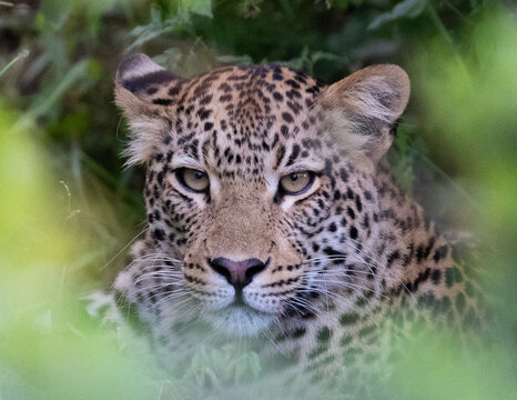 portrait of a leopard - Powered by Adobe