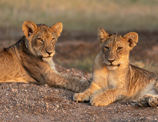 Lion cub siblings - apart