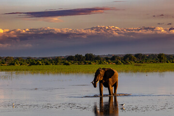 Elephant bath at sunset - 1