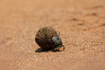 Dung beetle moving house