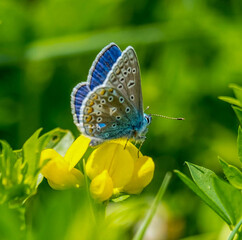 butterfly on a flower