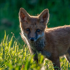 red fox vulpes