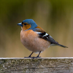 blue tit on a branch