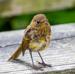 robin on the fence