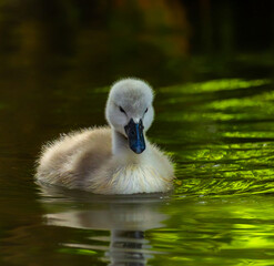 mute swan cygnus olor