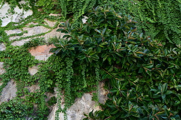 Obraz premium Green vine leaves on a gray wall