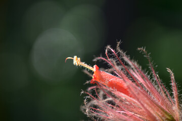 サンケジア・サンマルティネンシス