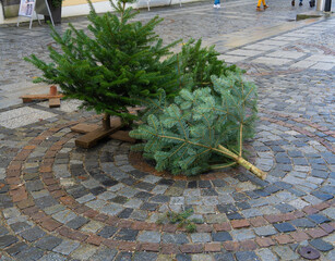 The last unsold Christmas trees are lying on the street