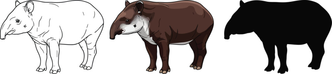 Three stages of a tapir from sketch to color to silhouette vector illustration