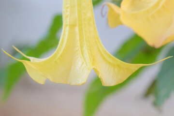 Close-up of delicate yellow trumpet flower blossom