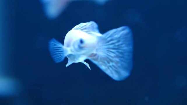 Colorful tropical fish swimming gracefully in a clear glass aquarium tank surrounded by decorative plants and gravel