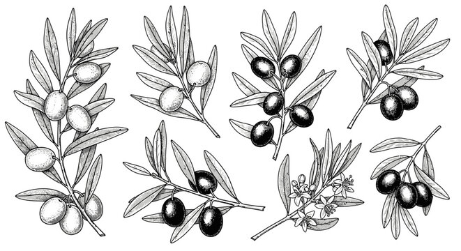 Detailed botanical illustration of several olive branches with leaves and olives, some branches also include flowers, depicted in a vintage, etched style.