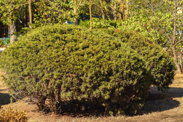 Green bush landscape in sunlight. Bush with green leaves growing in sunlight in outdoor park. Ideal for gardening, eco and natural concepts.