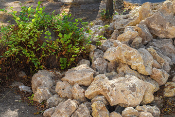 Green bush growing among rocks in summer. Bright green bush growing on rocky soil under summer sunlight. Perfect for backgrounds, eco and garden concepts.