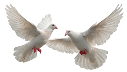 Two white doves in flight