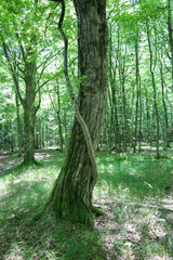 Fototapeta premium ​A sturdy tree with a twisted trunk, covered in moss and entwined with a vine, stands in a sunny forest among green grass.