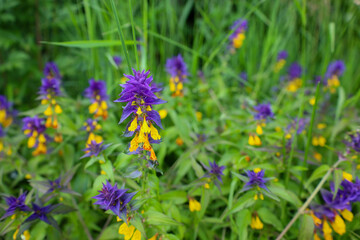 Purple and yellow flowers of the Ivan-tea (heather family) plant are visible among the green grasses, creating a vibrant contrast and conveying the beauty of meadow flowers.