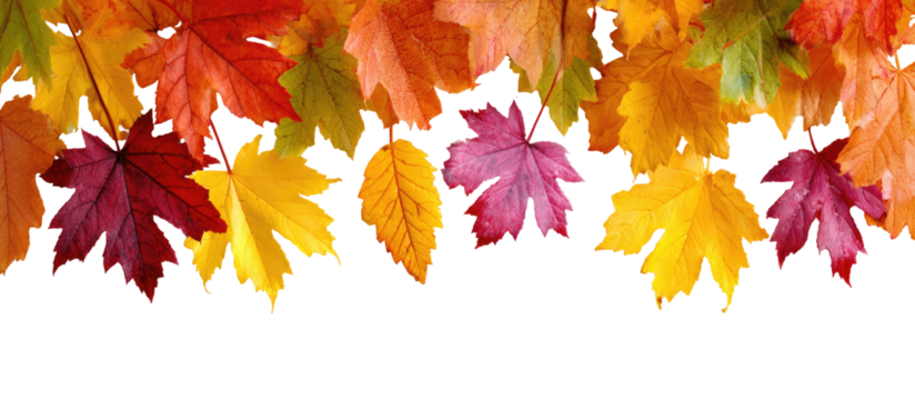 Autumn leaves in vibrant colors