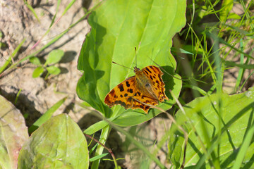 A bright butterfly with orange and black patterns on its wings rests on a green leaf, enjoying the sunlight. This macro shot captures the beauty and fine details of living nature, showcasing its uniqu
