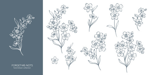 Forget me not flower drawing. Forget-me-not illustration isolated on white background. Floral Line Art Graphics. Hand Drawn Outline Flowers. Botanical Silhouette Drawing. Floral Illustration