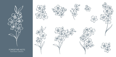 Forget me not flower drawing. Forget-me-not illustration isolated on white background. Floral Line Art Graphics. Hand Drawn Outline Flowers. Botanical Silhouette Drawing. Floral Illustration