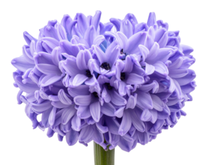 Single Purple Hyacinth Bloom with Rich Petals, isolated on a transparent background PNG
