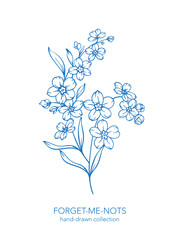Forget me not flower drawing. Forget-me-not illustration isolated on white illustration. Floral Line Art Graphics. Hand Drawn Outline Flowers. Botanical Silhouette Drawing. Floral Illustration