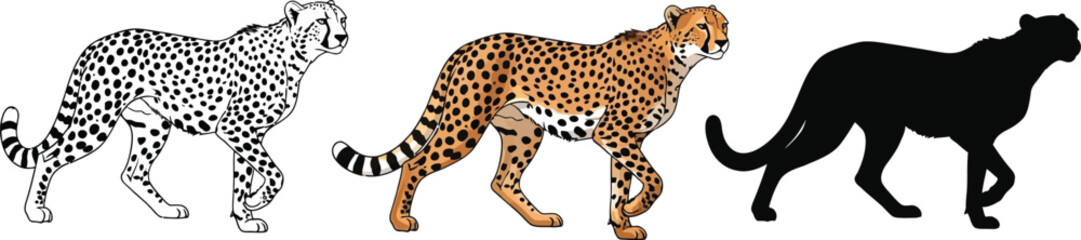 Three cheetahs in outline, color, and silhouette vector illustration