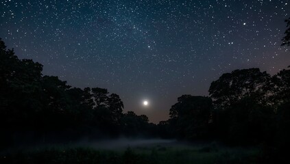 Night Sky over Silhouetted Trees: Starry Landscape Photography