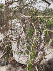 Overhead water storage tank on rooftop protected with thorny plant for safety, traditional rural method to deter birds or animals from approaching the water tank